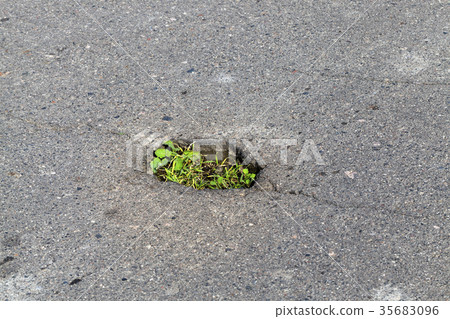 Grass in the asphalt, close-up 35683096