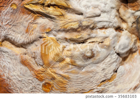 A pumpkin covered with mold 35683103