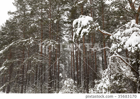 Trees in the forest in winter 35683170
