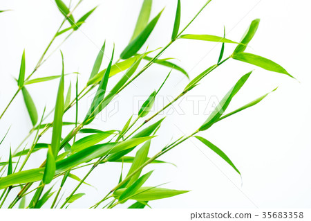 Bamboo of the Tanabata 35683358