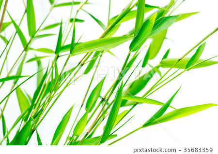 Bamboo of the Tanabata Bamboo of the Tanabata 35683359