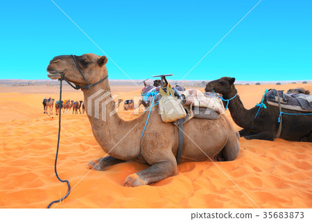 Camels in Sahara desert, Morocco Camels in Sahara desert, Morocco 35683873