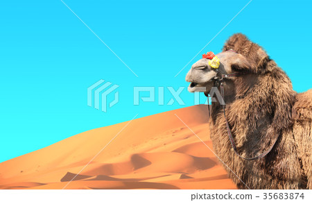 Camels in Sahara desert, Morocco Camels in Sahara desert, Morocco 35683874