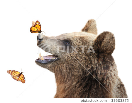 Cheerful brown bear with butterfly on his nose Cheerful brown bear with butterfly on his nose 35683875