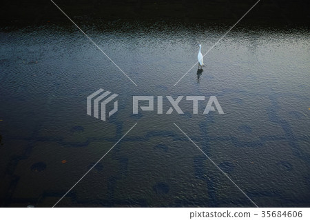 Kosagi在河裡 35684606