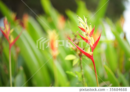Strelitzia, Bird of Paradise Flower (Crane Flowers 35684688