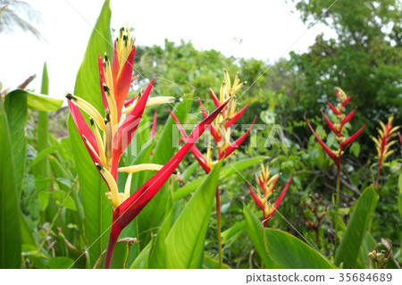 Strelitzia, Bird of Paradise Flower (Crane Flowers Strelitzia, Bird of Paradise Flower (Crane Flowers 35684689