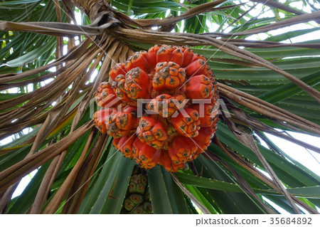 Seeds of sea pandanus or screw pine plant tree (Pa Seeds of sea pandanus or screw pine plant tree (Pa 35684892