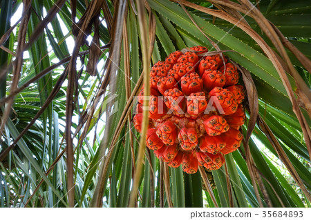 Seeds of sea pandanus or screw pine plant tree (Pa 35684893