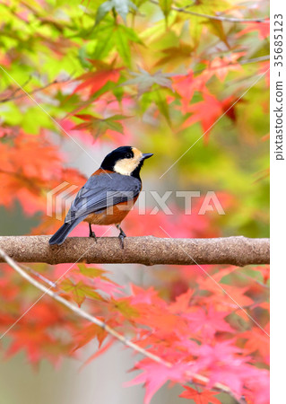 Yamagara和Momiji 35685123