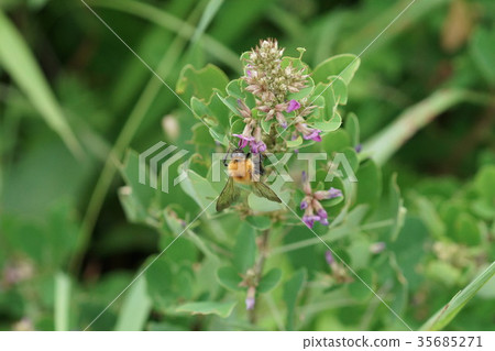 Tram-Bumblebee sucking the honey of Maruba-ha 35685271
