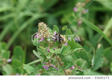 Tram-Bumblebee sucking the honey of Maruba-ha 35685273