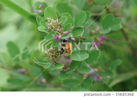 Tram-Bumblebee sucking the honey of Maruba-ha Tram-Bumblebee sucking the honey of Maruba-ha 35685368