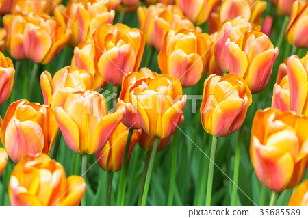 Colorful tulip flower fields blooming in the 35685589