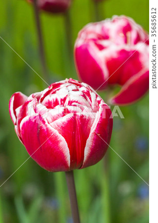 Pink tulip in the field Pink tulip in the field 35685612