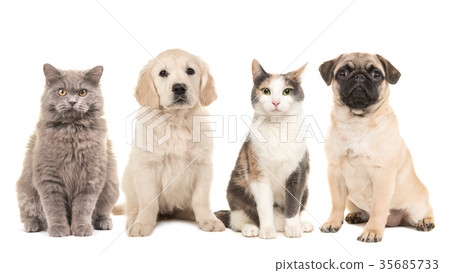 puppy dogs and adult cats on a white background puppy dogs and adult cats on a white background 35685733