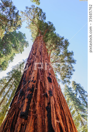 Giant Sequoia in the Sherman Grove 35685762