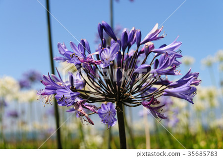 A field of Triteleia laxa A field of Triteleia laxa 35685783
