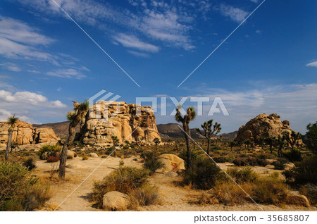 Joshua Tree National Park in the Evening light Joshua Tree National Park in the Evening light 35685807