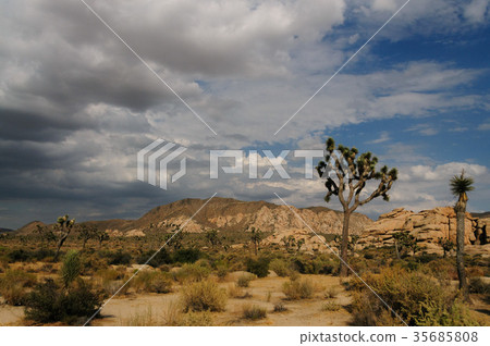 Joshua Tree National Park in the Evening light Joshua Tree National Park in the Evening light 35685808