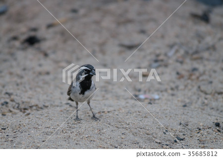 Black Throuted Sparrow in Joshua Tree National Park Black Throuted Sparrow in Joshua Tree National Park 35685812