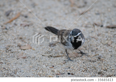 Black Throuted Sparrow in Joshua Tree National Park Black Throuted Sparrow in Joshua Tree National Park 35685813