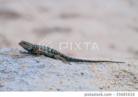 Western Fence Lizard in Joshua Tree National Park Western Fence Lizard in Joshua Tree National Park 35685818