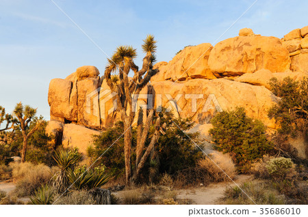 Joshua Tree Barker Dam Area near Sunset 35686010