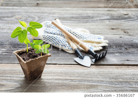 Seedlings in a peat pot Seedlings in a peat pot 35686107