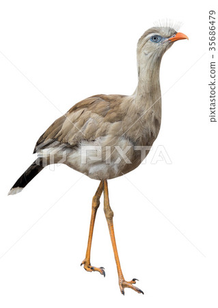 Red long-legged seriema bird 35686479