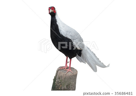 silver pheasant 35686481