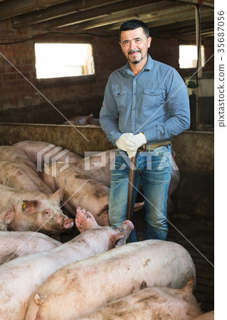 Man farmer standing in pigsty 35687056
