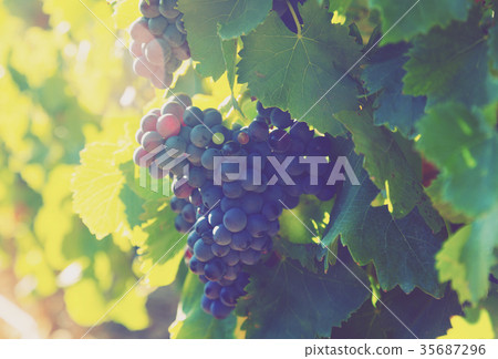 Close-up of vineyards plantation Close-up of vineyards plantation 35687296