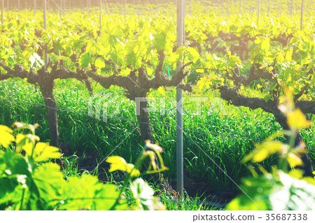 Vineyards are sunny in the spring seaso 35687338