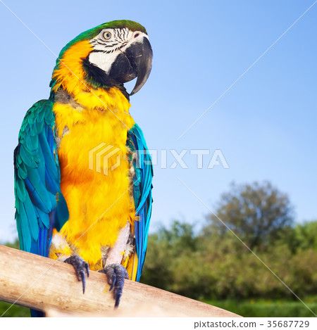 Green-winged macaw 35687729
