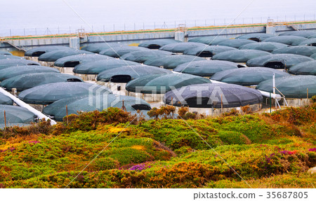 Sea farm 35687805