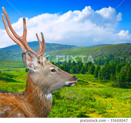 Sika deer in wildness 35688047