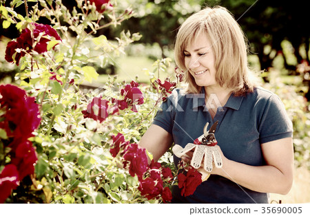 mature woman taking care of red roses mature woman taking care of red roses 35690005
