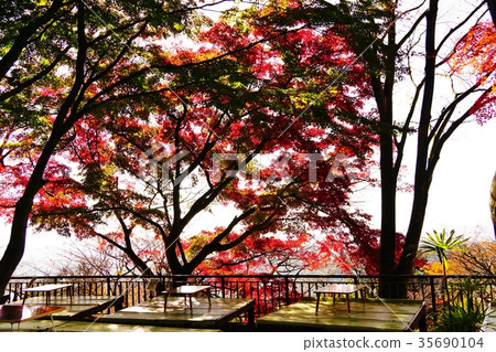 Kenshinping's autumn leaves Kenshinping's autumn leaves 35690104