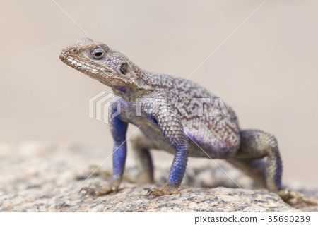 Mwanza flat-headed rock agama, Serengeti National 35690239