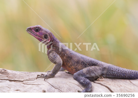 Mwanza flat-headed rock agama, Serengeti National 35690256