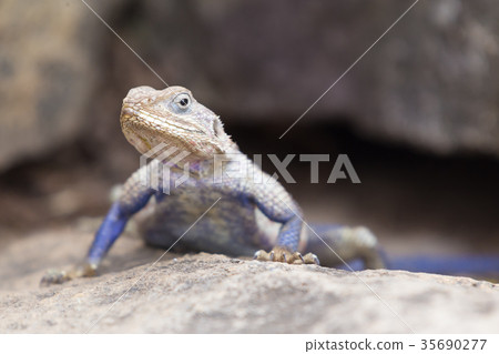 Mwanza flat-headed rock agama, Serengeti National 35690277