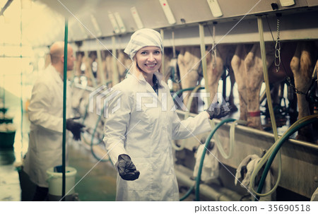 Farm staff with cow milking machines . 35690518