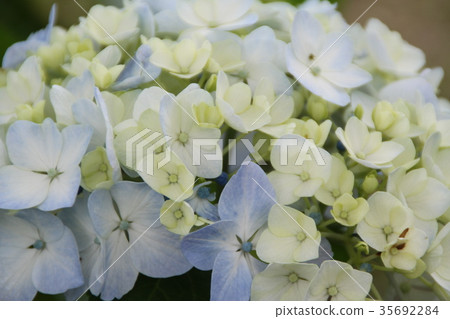 Hydrangea hydrangea hydrangea 35692284