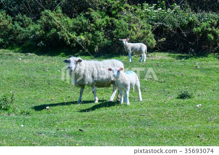 Sheep sheep sheep 35693074