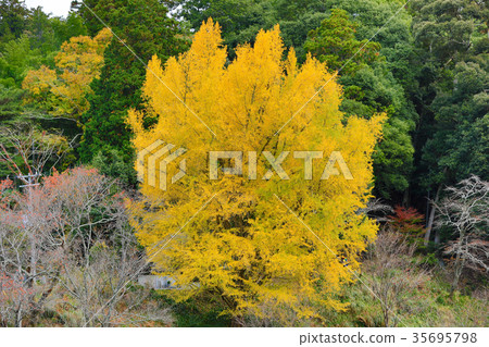 Yoshinoyama Ginkgo Tree / Nakasenbon Area (Nara Prefecture) 35695798