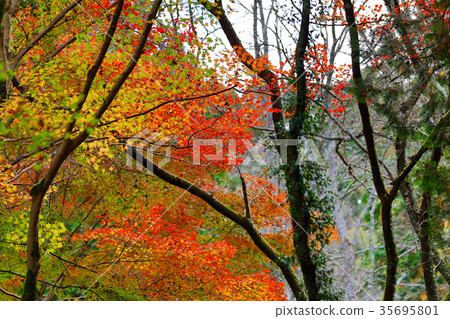 Autumn leaves of Nakano Yoshinoyama area (Nara prefecture) 35695801