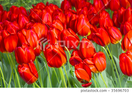 Group of red tulips in the park. 35696703