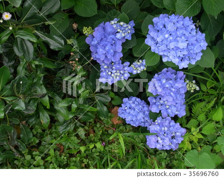 Hydrangea hydrangea 35696760