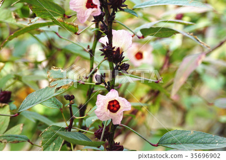 Rakushinhana 35696902